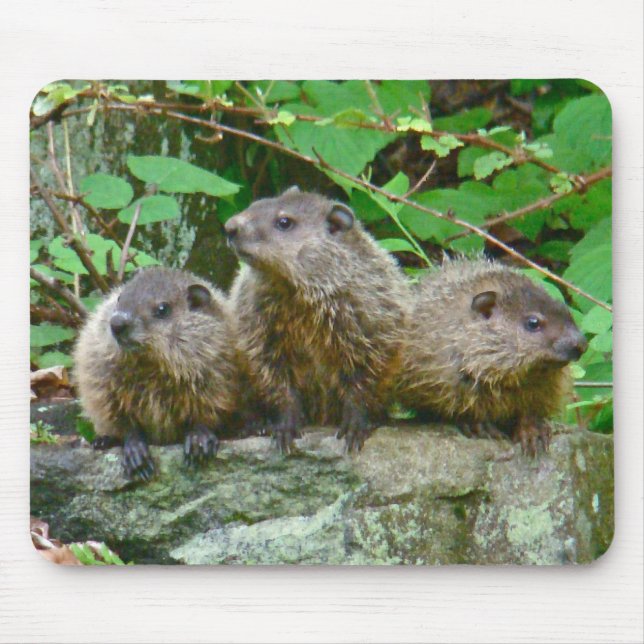 Alfombrilla De Ratón Tres Baby Groundhogs (Frente)