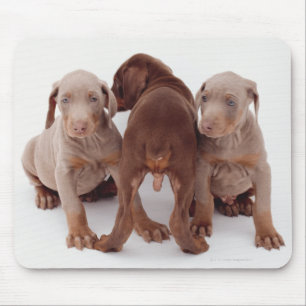 Alfombrilla De Ratón Tres cachorros Doberman