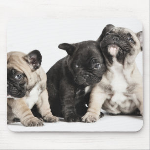 Alfombrilla De Ratón Tres cachorros Pug