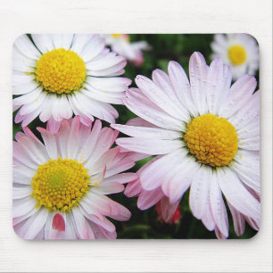 Alfombrilla De Ratón Tres daisies rosados mousepad