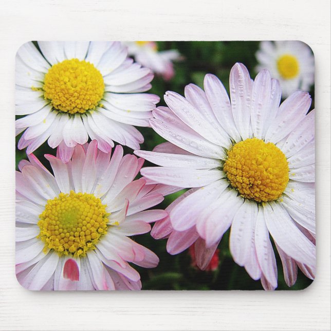 Alfombrilla De Ratón Tres daisies rosados mousepad (Frente)