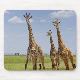 Alfombrilla De Ratón tres jirafas masai, camelopardalis de Giraffa