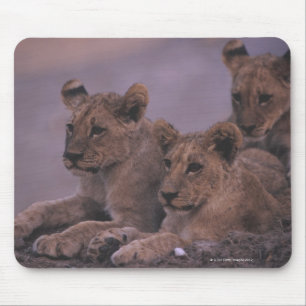 Alfombrilla De Ratón Tres león Cubs