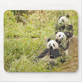Alfombrilla De Ratón Tres panda que masca Cubs Mousepad