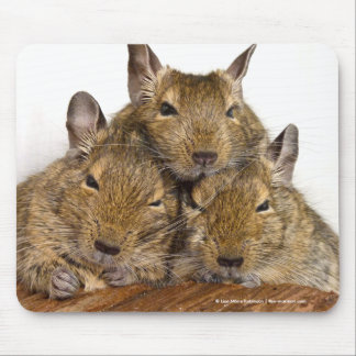 Alfombrilla De Ratón Trío de Degu que dormita