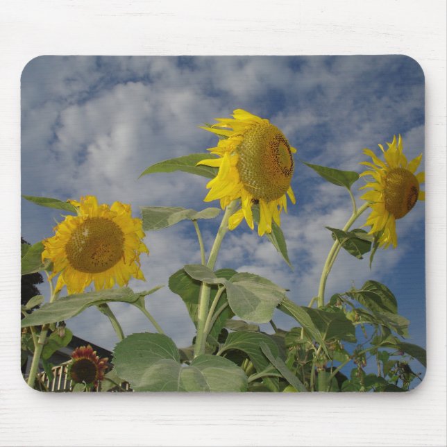 Alfombrilla De Ratón Trio de girasol (Frente)