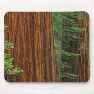 Alfombrilla De Ratón troncos de secuoya gigante en el bosque, Yosemite