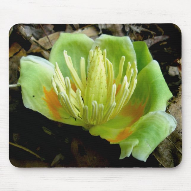 Alfombrilla De Ratón Tulip Poplar Flower Mousepad (Frente)