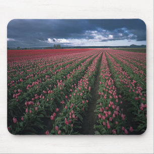 Alfombrilla De Ratón Tulipanes brillantes rosados y rojos brillan bajo 