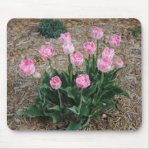 Tulipanes rosados