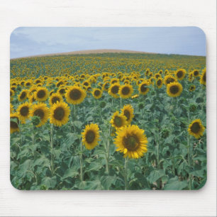 Alfombrilla De Ratón UE, Francia, Provenza, Campo de girasoles