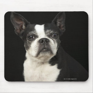 Alfombrilla De Ratón Un Bosten más viejo Terrier en fondo negro