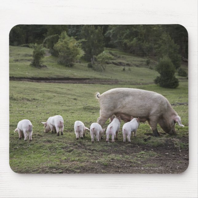 Alfombrilla De Ratón Un cerdo con lechones en un campo (Frente)