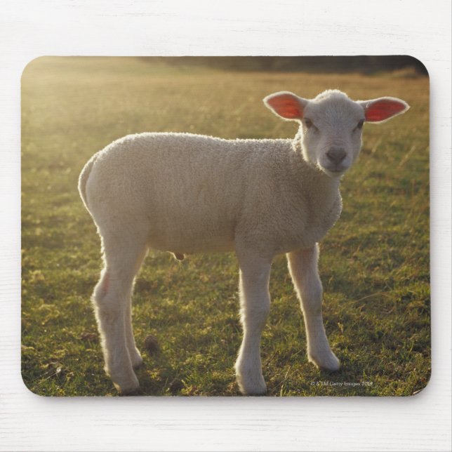 Alfombrilla De Ratón Un cordero en el escenario del sol Suecia (Frente)