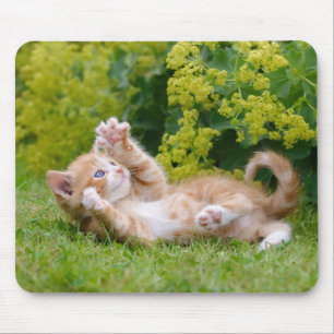 Alfombrilla De Ratón Un gatito gracioso y lindo jugando en un jardín fl