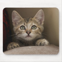 Un gatito muy dulce del Tabby