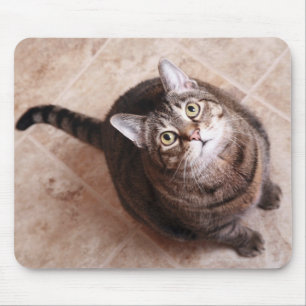 Alfombrilla De Ratón Un gato de tabby que mira para arriba