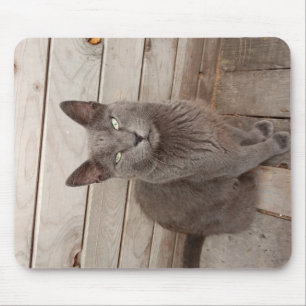 Alfombrilla De Ratón Un Gato Gris Noble