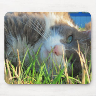 Alfombrilla De Ratón Un gato soleado está soleado