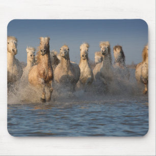 Alfombrilla De Ratón Un grupo de caballos blancos en la región de