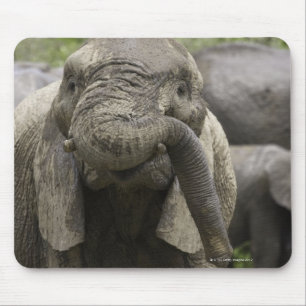 Alfombrilla De Ratón Un joven elefante africano (Loxodonta africana)