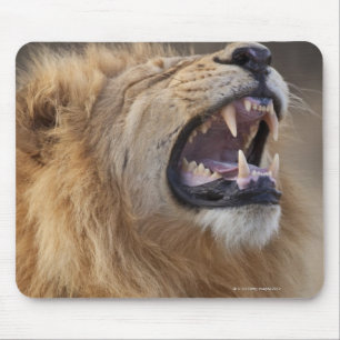 Alfombrilla De Ratón Un león masculino maduro (Panthera leo) en el