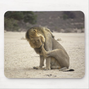 Alfombrilla De Ratón Un león que limpia su pata trasera, Kgalagadi