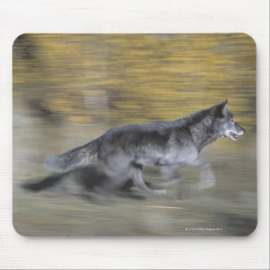 Alfombrilla De Ratón Un lobo negro en el funcionamiento
