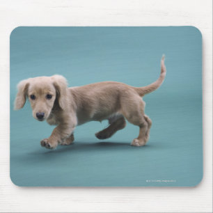 Alfombrilla De Ratón Un pequeño dachshund beige