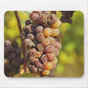 Alfombrilla De Ratón Un racimo de uvas Semillon mohoso en Ch Raymond La