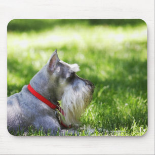 Alfombrilla De Ratón Un Schnauzer que pone en la hierba