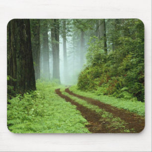 Alfombrilla De Ratón Un sendero forestal en el Parque Estatal Redwoods,