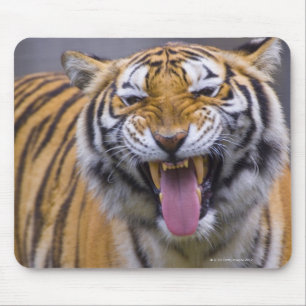 Alfombrilla De Ratón Un tigre del rugido, parque zoológico de Taiwán,