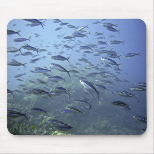 Alfombrilla De Ratón Una escuela de peces y vida marina