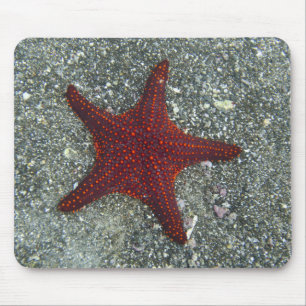 Alfombrilla De Ratón Una estrella de mar roja el las Islas Galápagos
