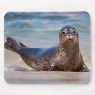 Alfombrilla De Ratón Una foca en una playa a lo largo de la Costa Pacíf