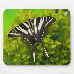 Alfombrilla De Ratón Una mariposa cola de golondrina norteamericana