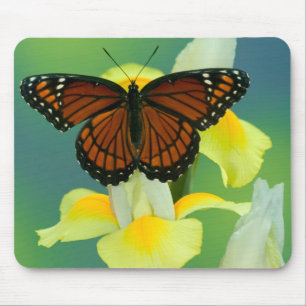 Alfombrilla De Ratón Una mariposa viceroy sobre un iris japonés amarill