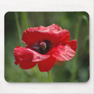 Alfombrilla De Ratón Una sola amapola roja