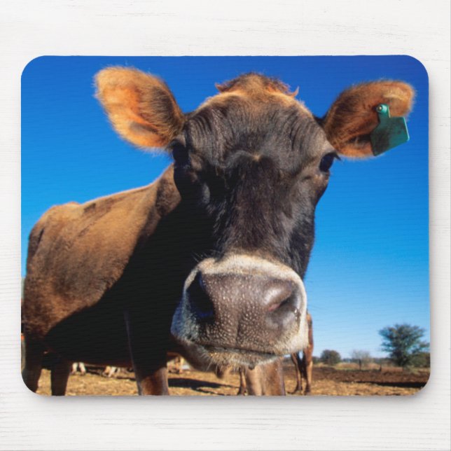 Alfombrilla De Ratón Una vaca Jersey siendo curiosa (Frente)