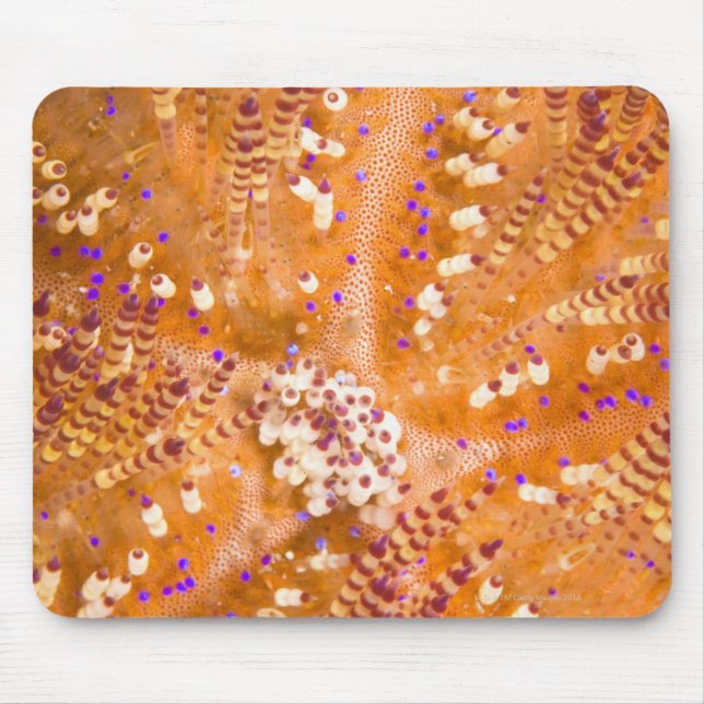 Alfombrilla De Ratón Urchín de fuego tóxico (variante de asthenosoma) (Frente)