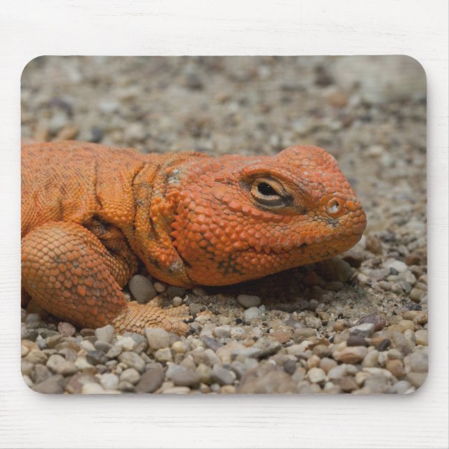 Alfombrilla De Ratón Uromastyx geyri (Frente)