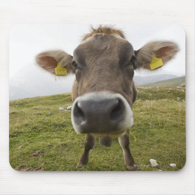 Alfombrilla De Ratón Vaca cerca de Tre Cime Di Lavaredo en Misurina, (Frente)
