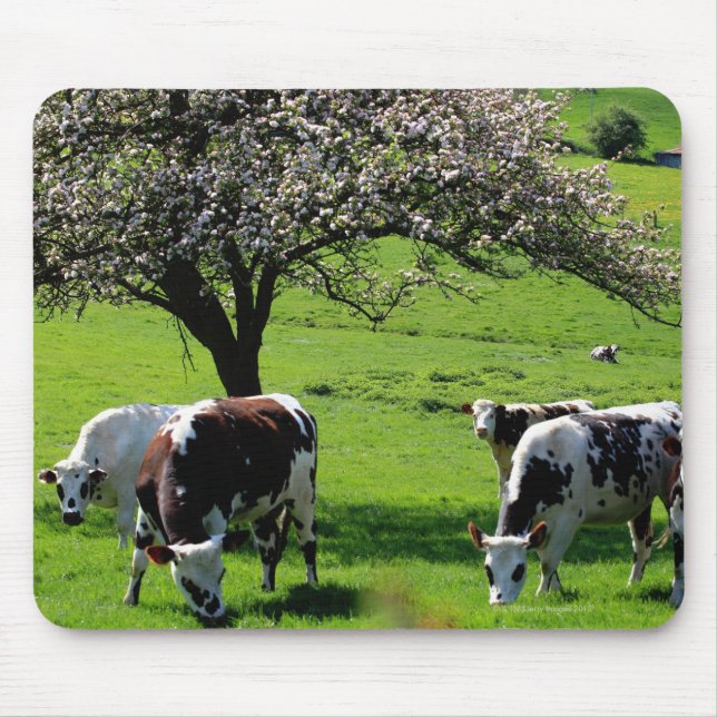 Alfombrilla De Ratón Vaca entre manzanos en flor en Normandía (Frente)