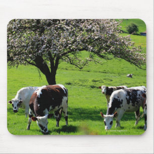 Alfombrilla De Ratón Vaca entre manzanos florecientes en Normandía