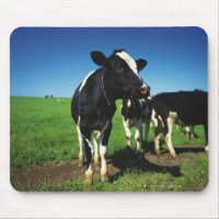 Vacas de Holstein en un campo