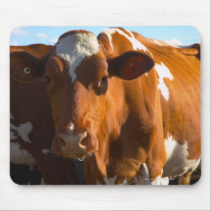 Alfombrilla De Ratón Vacas en granja