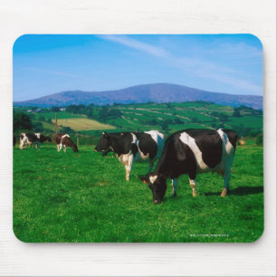 Alfombrilla De Ratón Vacas Holstein-Friesias cerca de Borris, Condado