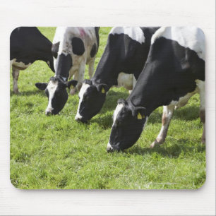Alfombrilla De Ratón Vacas lecheras que pastan en pasto