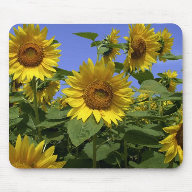 Alfombrilla De Ratón Van Gogh en Provence, Mousepad (Frente)